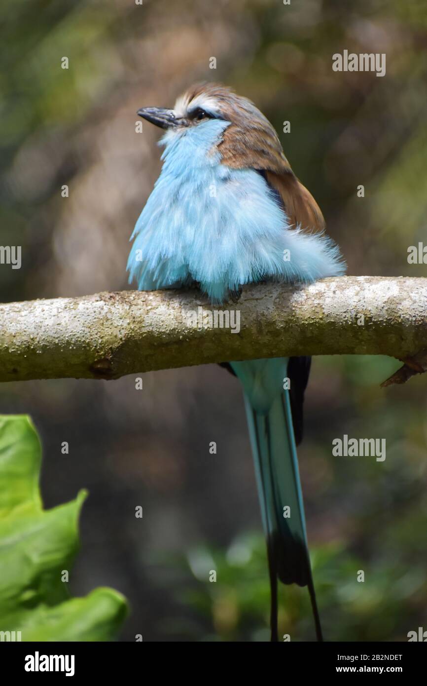 Uccello Roller Dalla Coda di racchetta blu (Coracias Spatulatus) arroccato su un ramo di albero Foto Stock