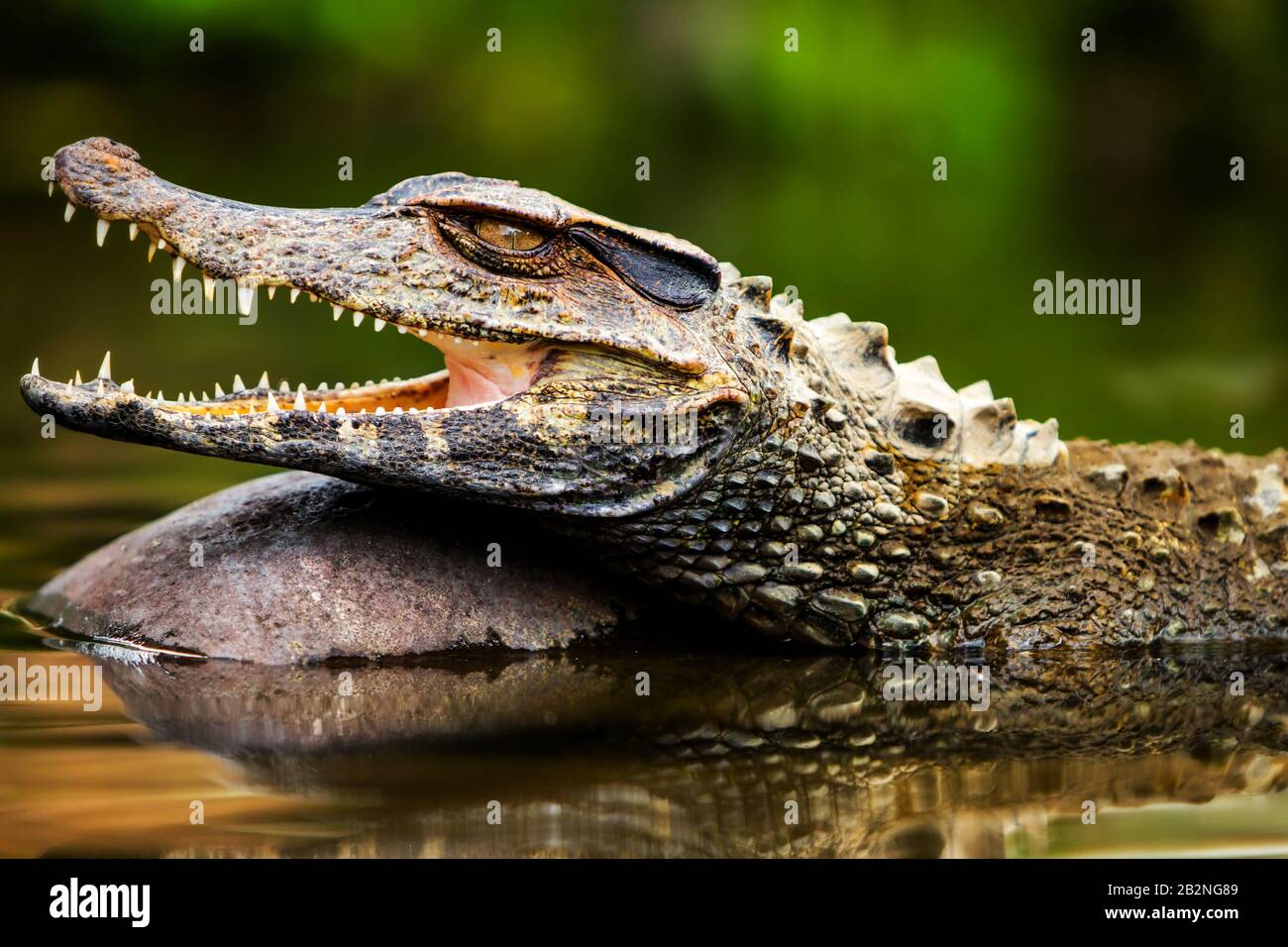 Taglia Caiman Coccodrillo Assorbimento Di Calore Nel Selvaggio In Bacino Amazzonico In Ecuador Foto Stock