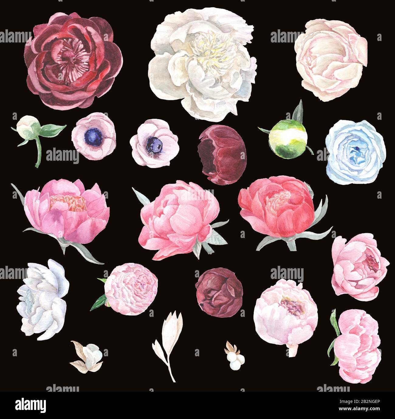 Acquerello collezione floreale di peonie, anemoni e rose. Fiori disegnati a mano isolati su sfondo scuro. Foto Stock