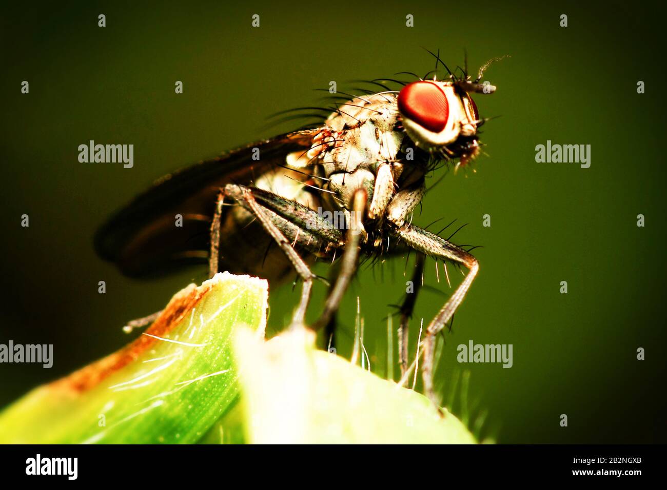 I Veri Flies Sono Insetti Dell'Ordine Diptera Pongono Un Unico Pare Di Ali Foto Stock