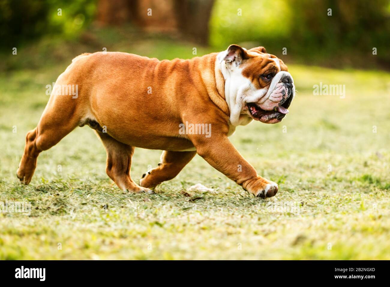 Un bulldog inglese marrone e bianco viene catturato a metà strada, correndo attraverso un campo erboso. La bocca del cane è aperta con la lingua visibile, e la zampa anteriore destra è estesa in avanti, suggerendo Foto Stock