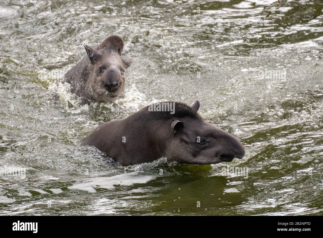 Ritratto di due tapiri sudamericani nuotare e tuffarsi in acqua Foto Stock