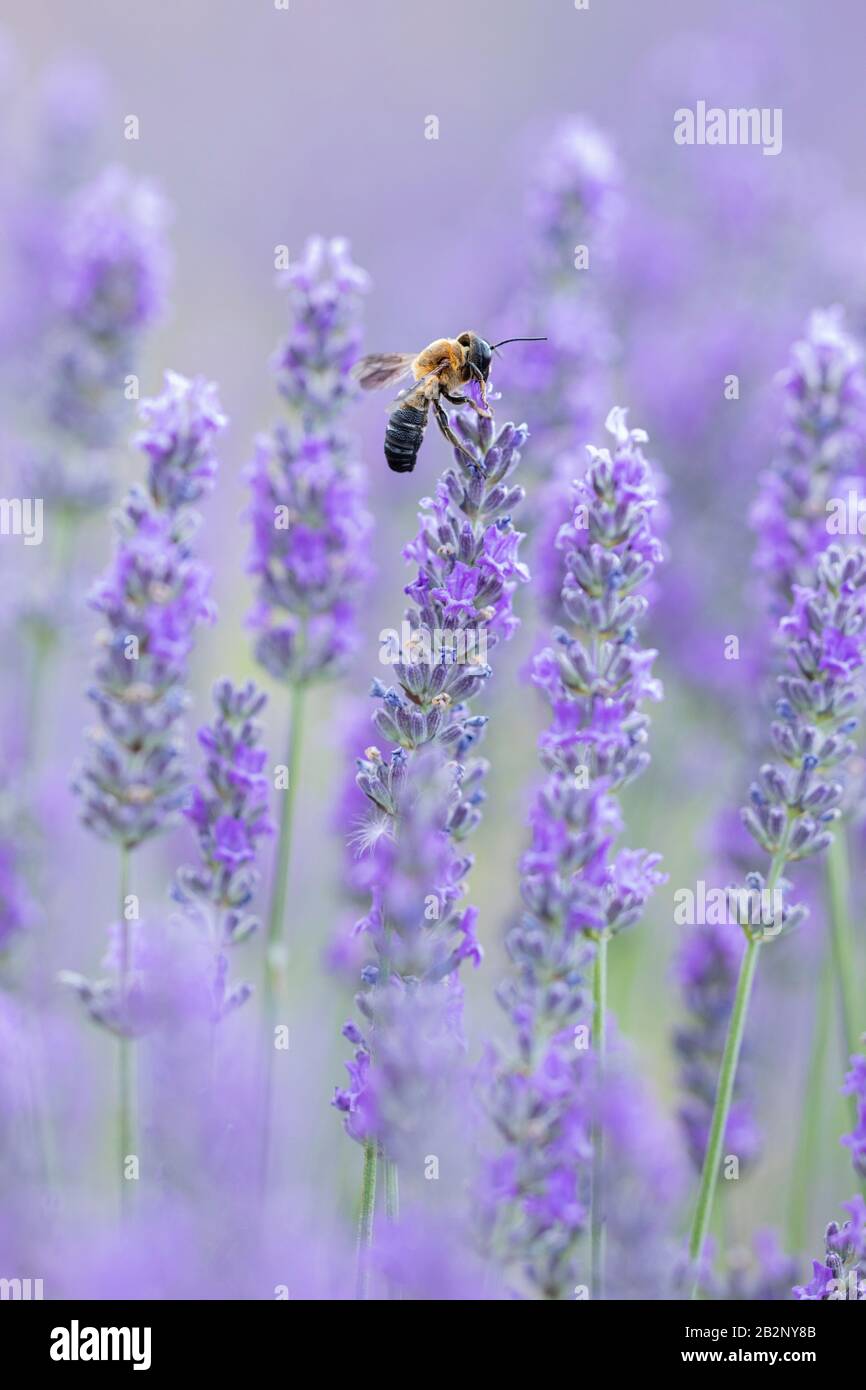 Gant Resin Bee (Megachile sculturalis) alimentazione sulla lavanda in Provenza, Francia Foto Stock