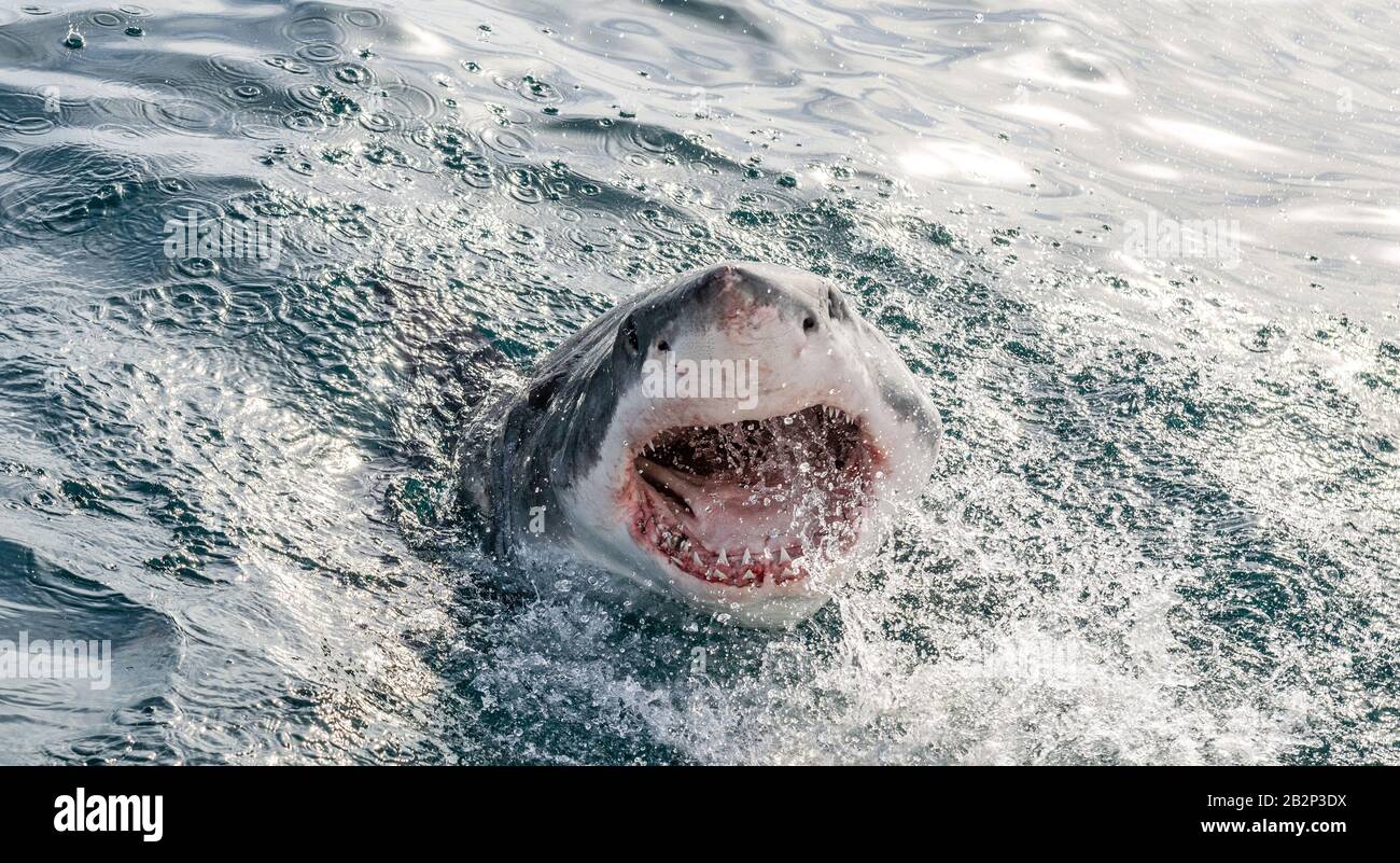 Grande squalo bianco con bocca aperta sulla superficie fuori dall'acqua. Nome scientifico: Carcharodon carcharias. Sudafrica, Foto Stock