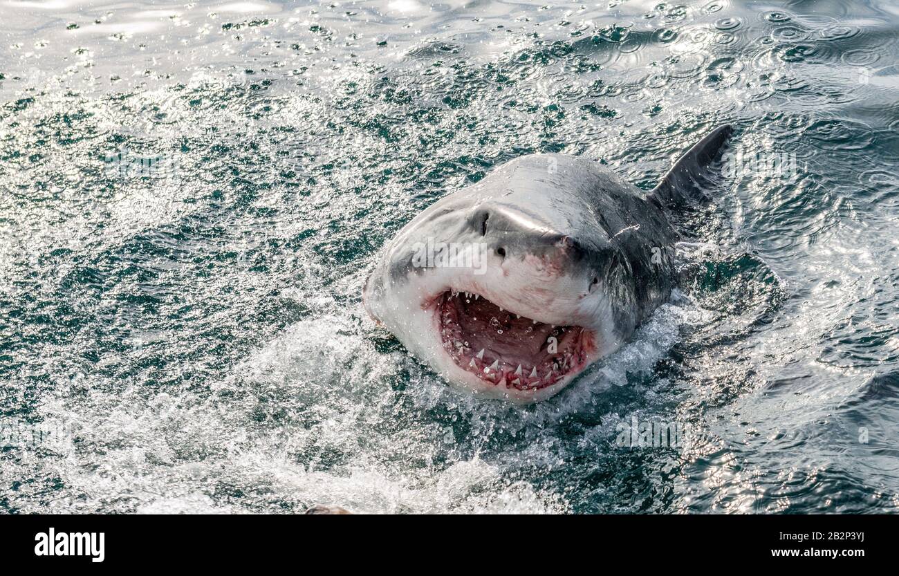 Grande squalo bianco con bocca aperta sulla superficie fuori dall'acqua. Nome scientifico: Carcharodon carcharias. Sudafrica, Foto Stock