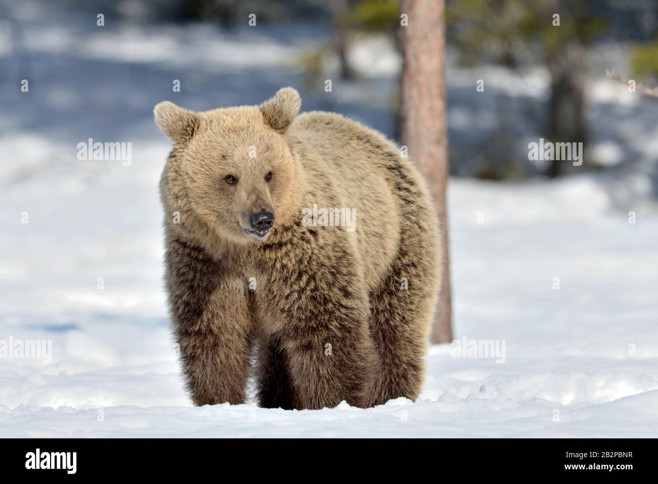 Orso marrone con bocca aperta nella foresta invernale. Vista frontale. Nome Scientifico: Ursus Arctos. Habitat Naturale. Foto Stock