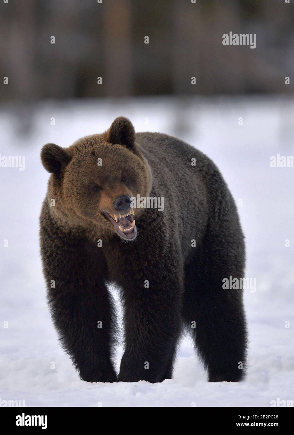 Orso marrone con bocca aperta nella foresta invernale. Vista frontale. Nome Scientifico: Ursus Arctos. Habitat Naturale. Foto Stock