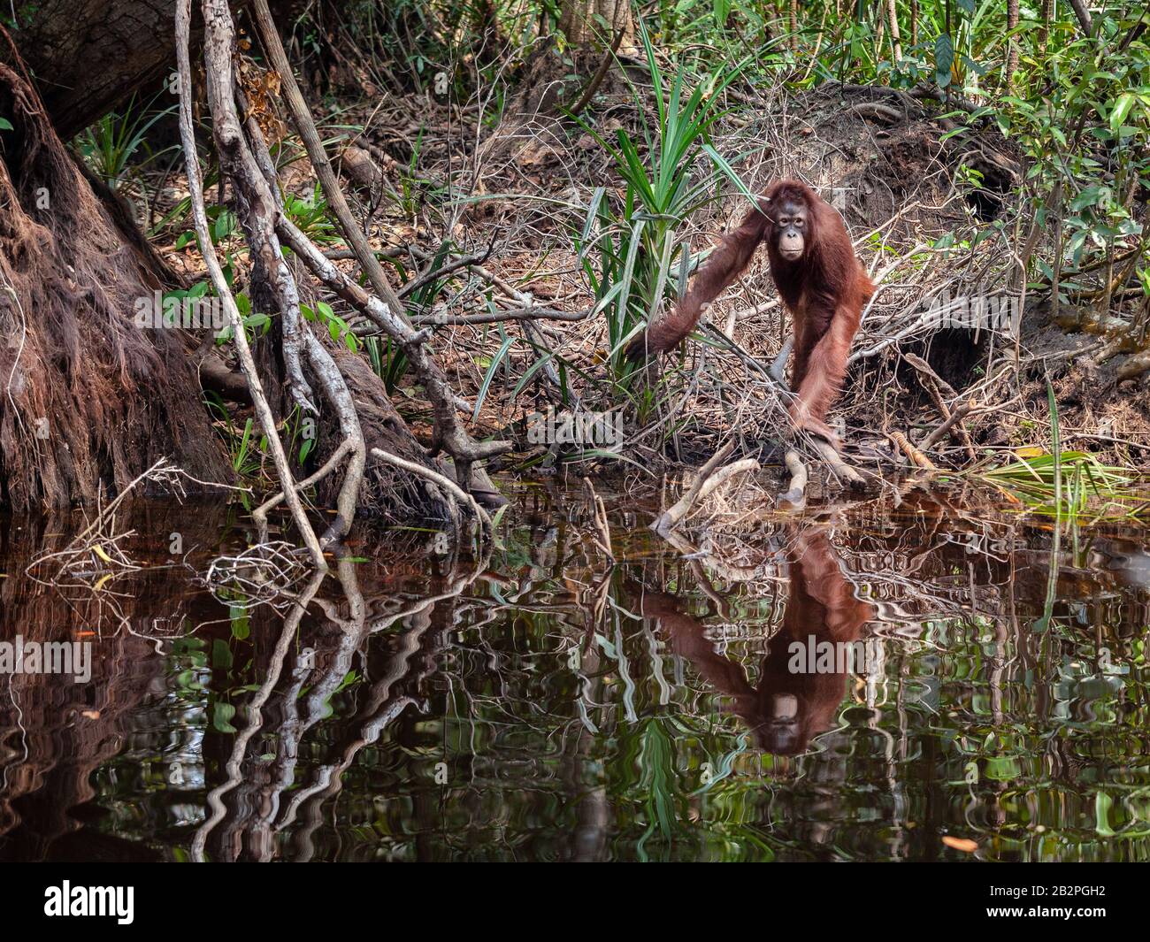 Orangutan in acqua sulla riva orientale del fiume Kalimantan Tanjung Muting parco nazionale Foto Stock