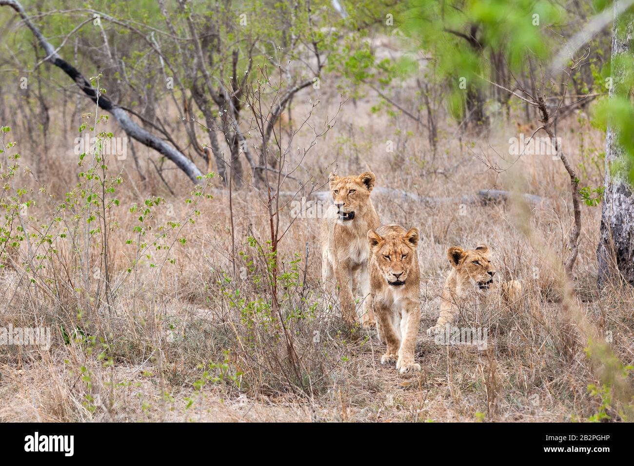 Leoni di albero che riposano nel cespuglio dopo la caccia nel sud Africa Kruger Park Foto Stock