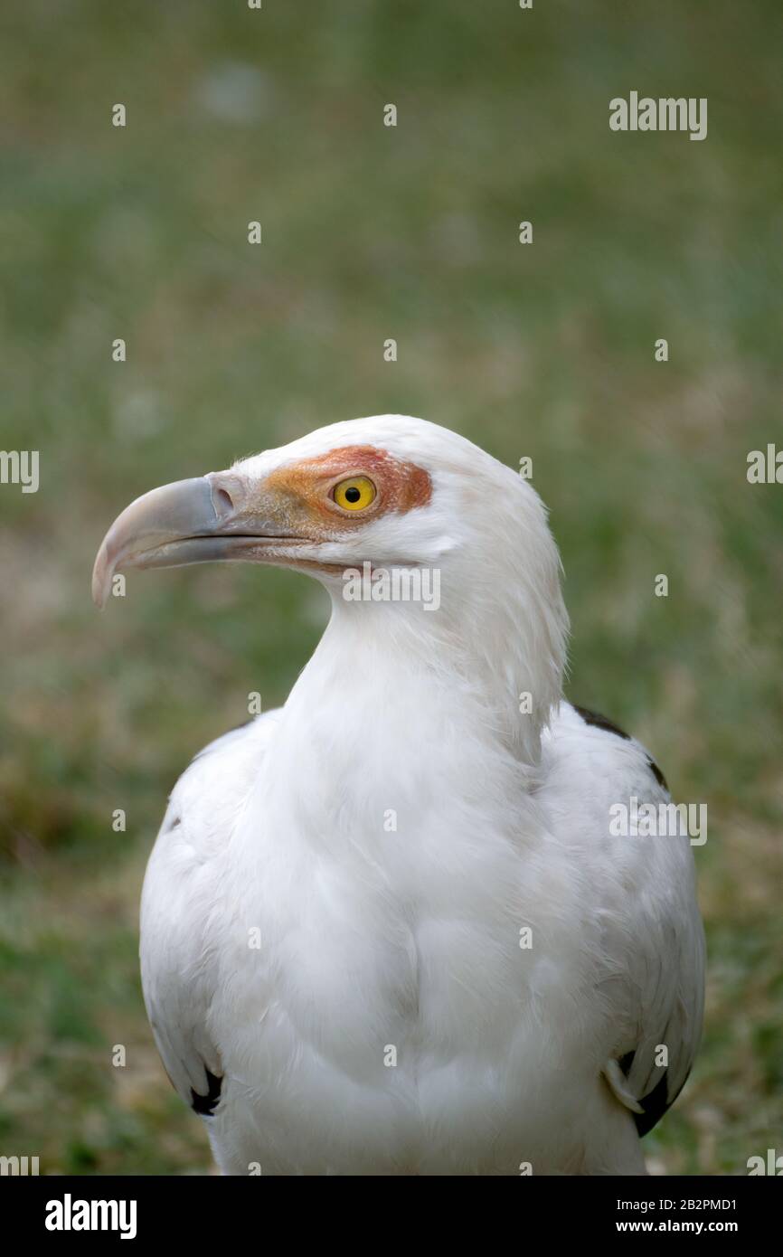 Ritratto del volto di Vulture egiziano con sfondo verde Foto Stock