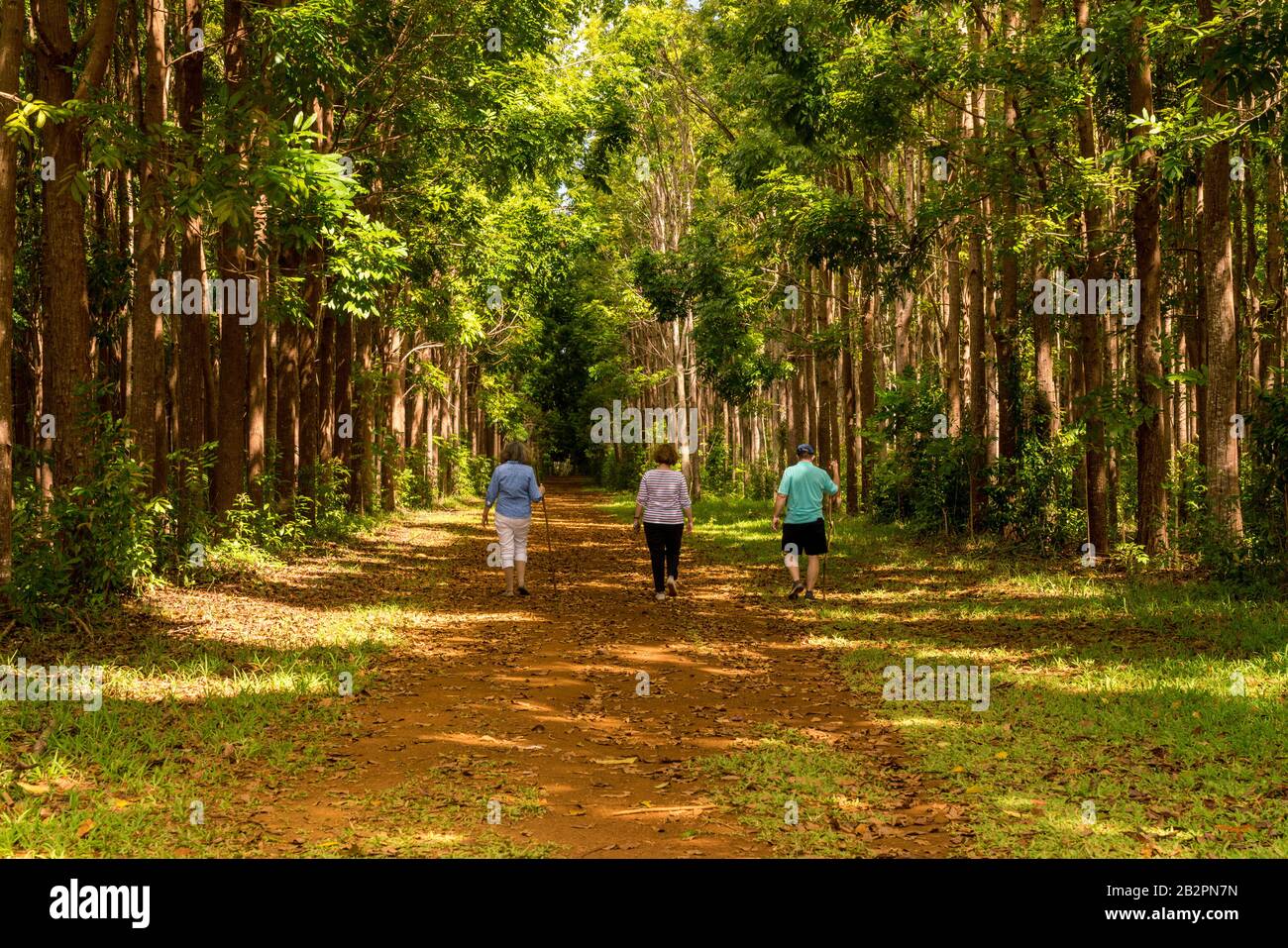 Gli adulti anziani che camminano sul sentiero o pista del Wai Koa Loop conducono attraverso la piantagione di alberi di mogano a Kauai, Hawaii, Stati Uniti Foto Stock
