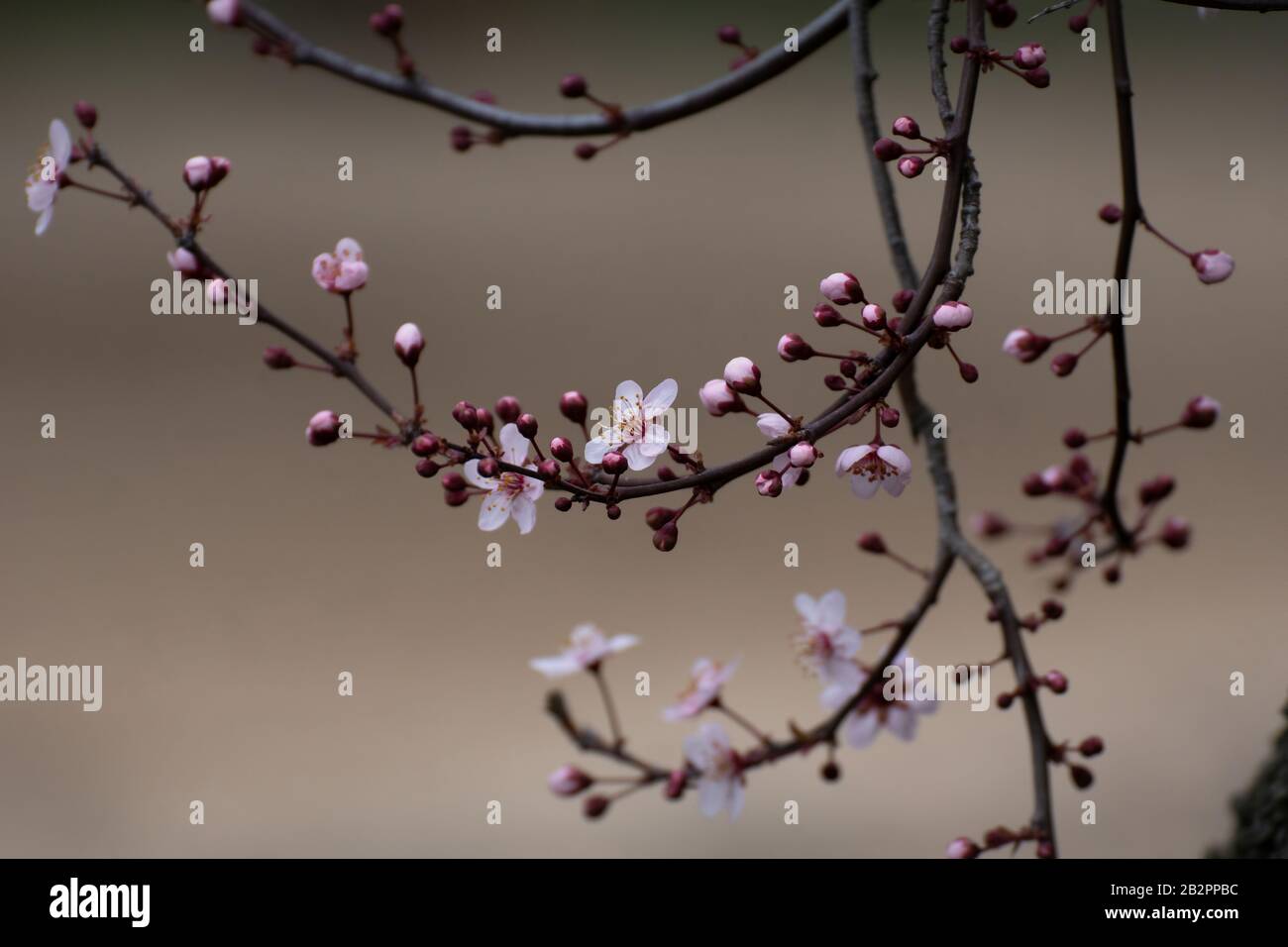 Bella mandorla albero fiori rosa fiorire in primavera a Madrid Foto Stock