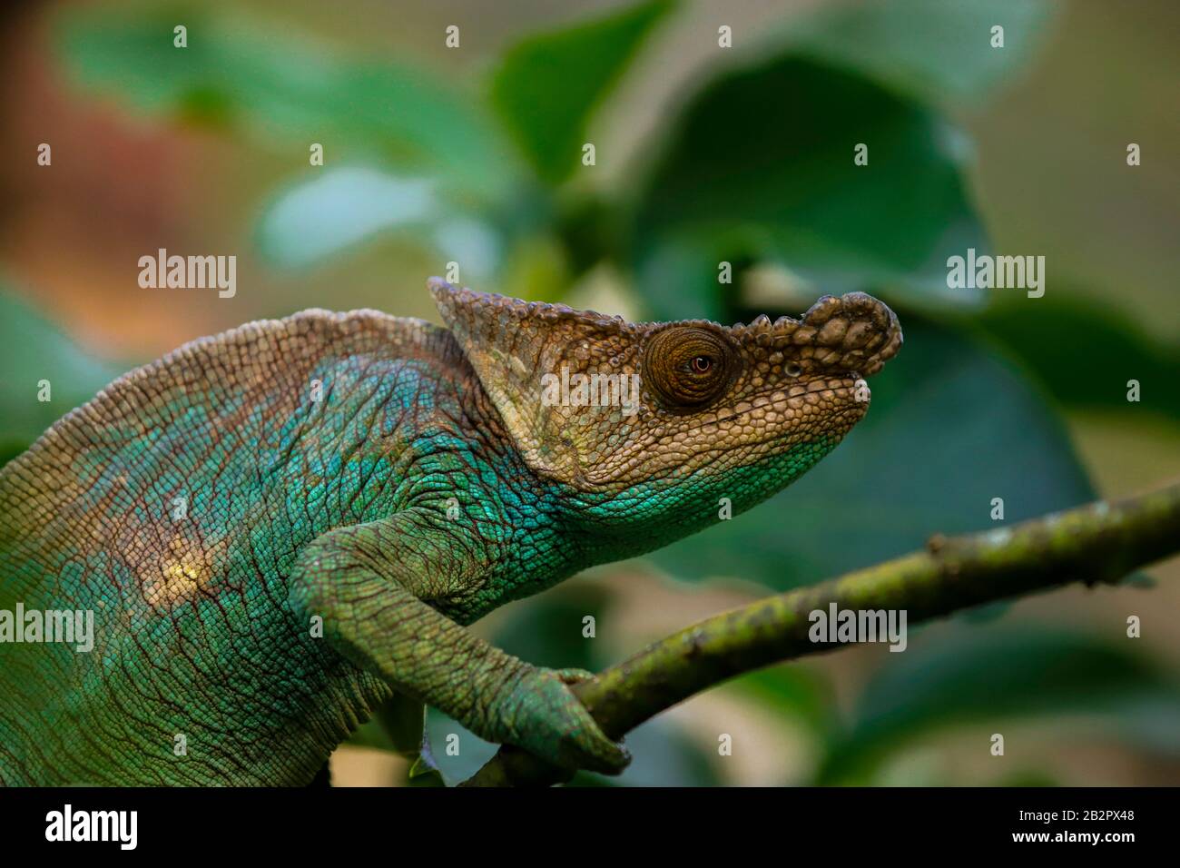 Rettile Chameleon su un ramo tra la natura verde del madagascar Foto Stock