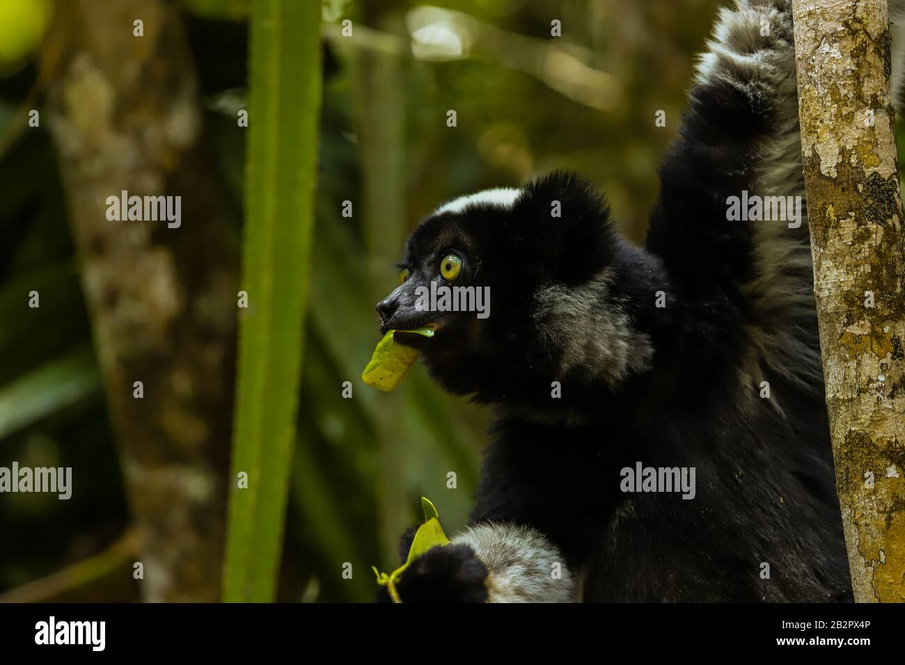 Black Lemur madagascar mangiare foglie Foto Stock