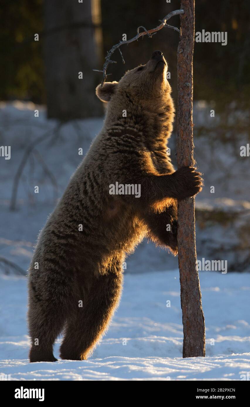 L'orso bruno si erge sulle sue zampe posteriori da una pineta nella foresta invernale alla luce del tramonto. Nome scientifico: Ursus arctos. Habitat naturale. Stagione invernale. Foto Stock