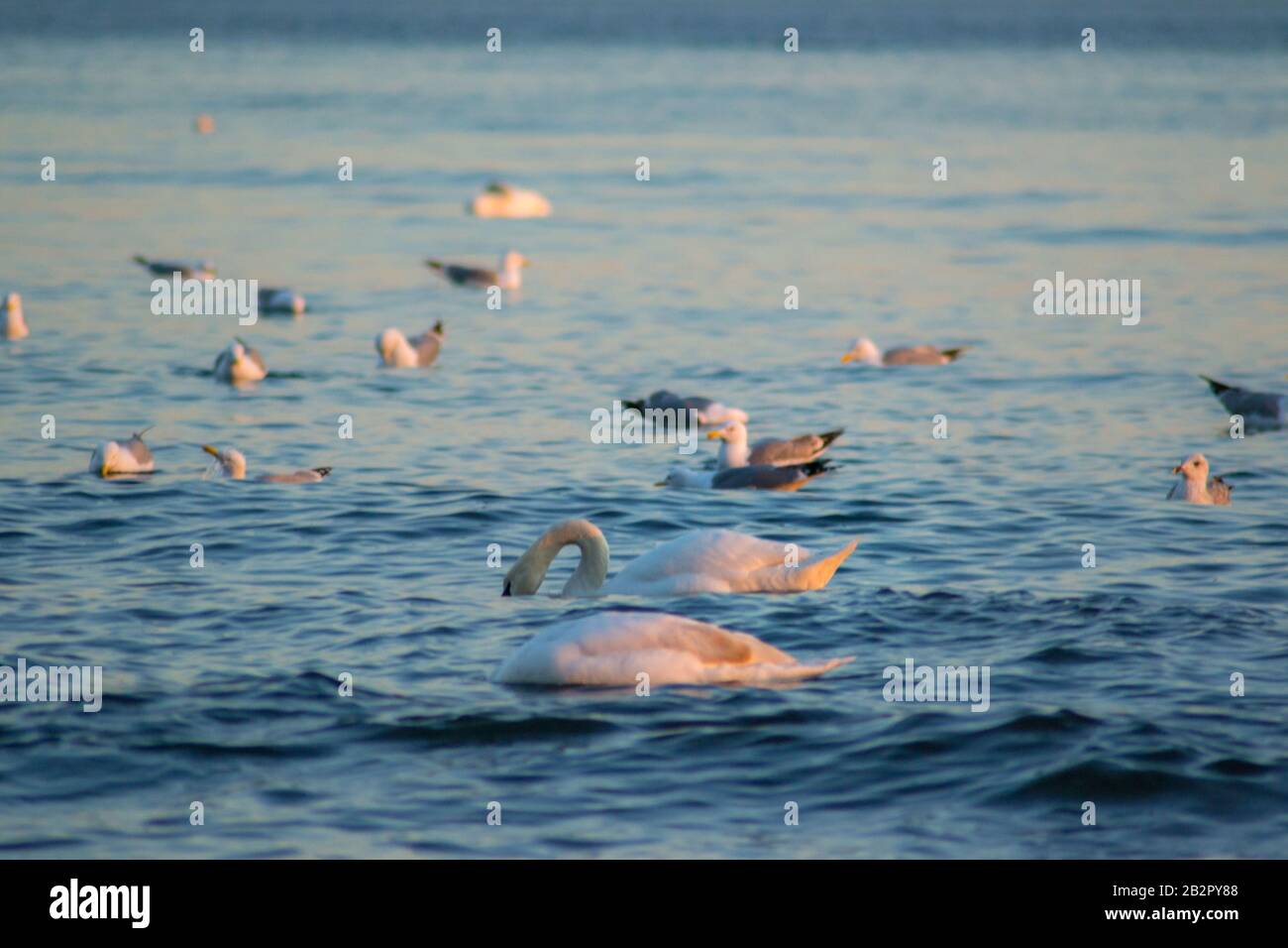 Cigni e gruppo di gabbiani in acqua, tramonto, acque colorate, fauna acquatica, cigno con testa in acqua Foto Stock