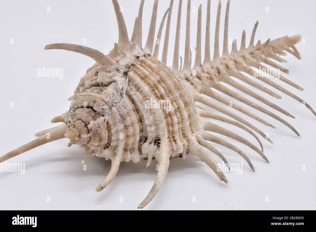 Conchiglia Murex Foto Stock