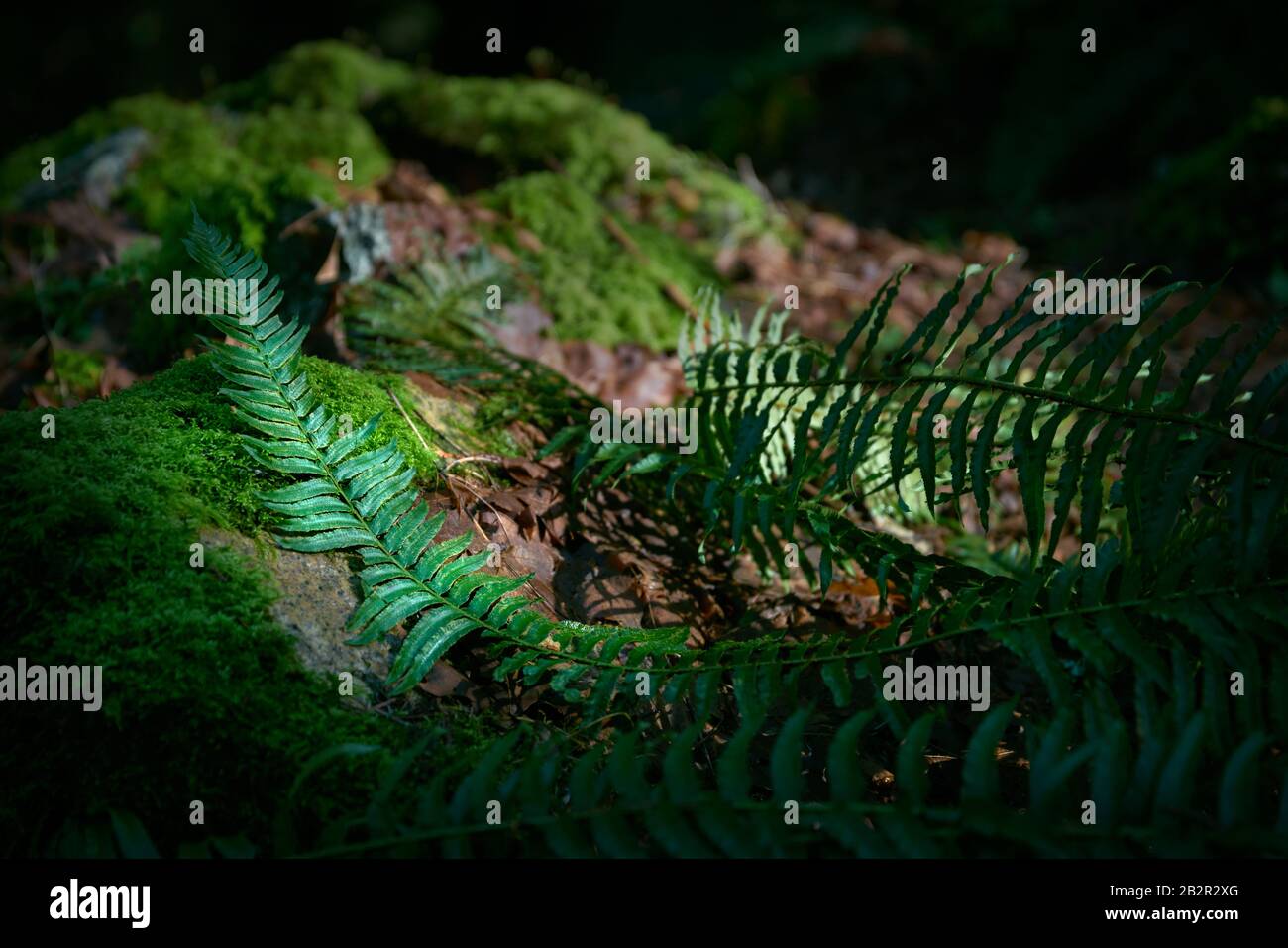 Pacific Northwest Forest Floor. Un lussureggiante e temperato piano della foresta pluviale del Pacifico nord-occidentale. Foto Stock