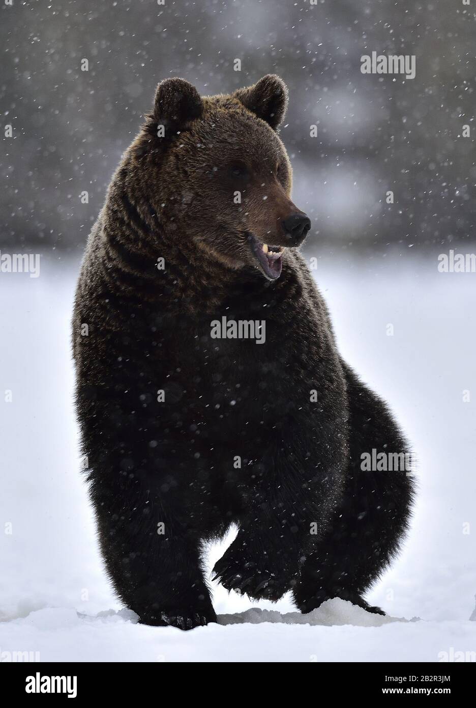 Orso marrone con bocca aperta nella foresta invernale. Vista frontale. Nome Scientifico: Ursus Arctos. Habitat Naturale. Foto Stock