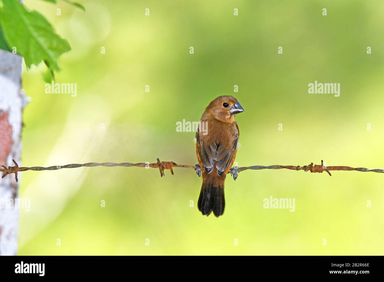 Semi-finch a fatturazione fitta (Sporophila funerea) Foto Stock