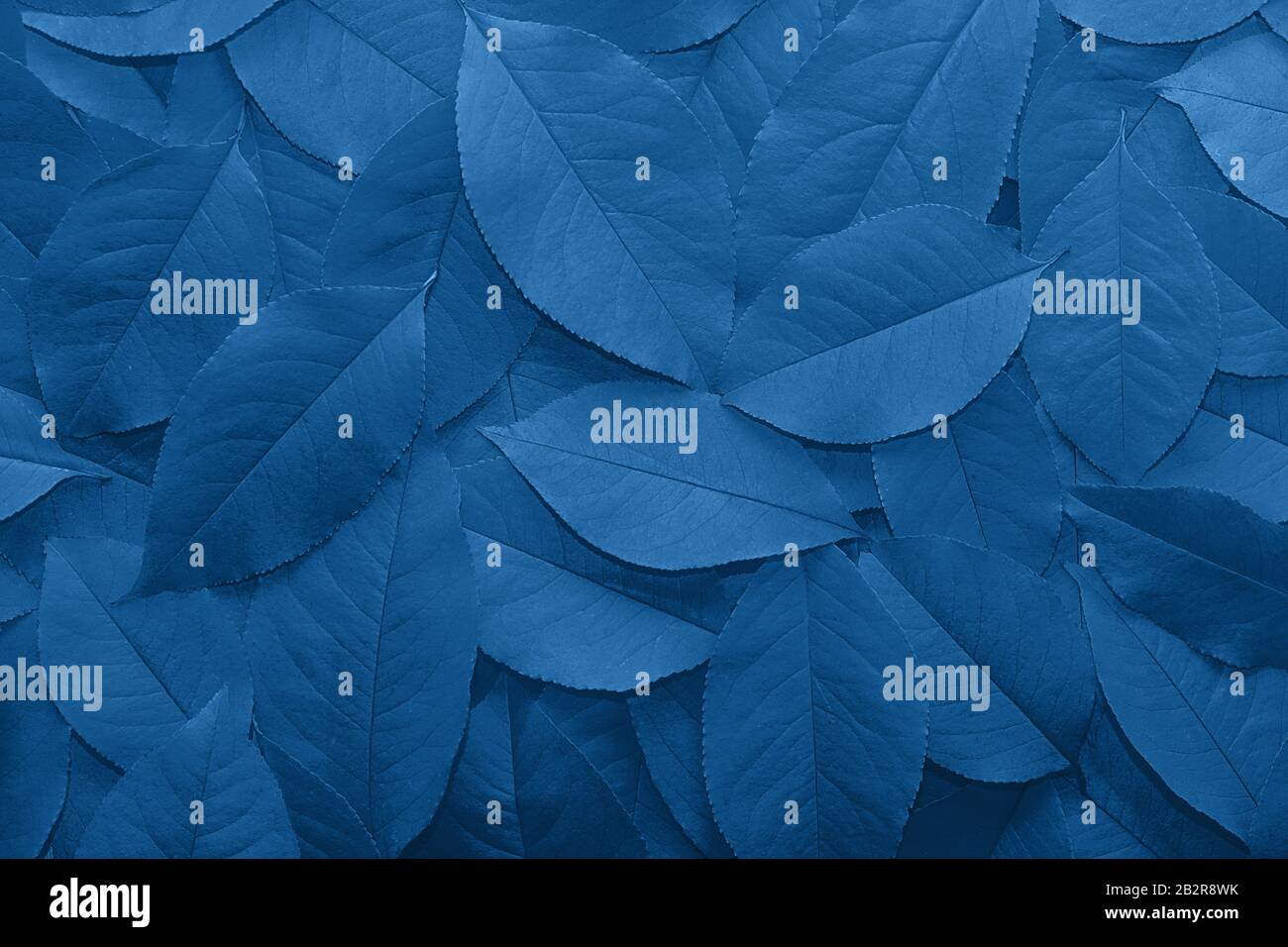 Sfondo da autunno caduta foglie primo piano in colore Pantone classico blu 2020. Colore dell'anno. Sfondo astratto. Foto monocromatica. Foto Stock