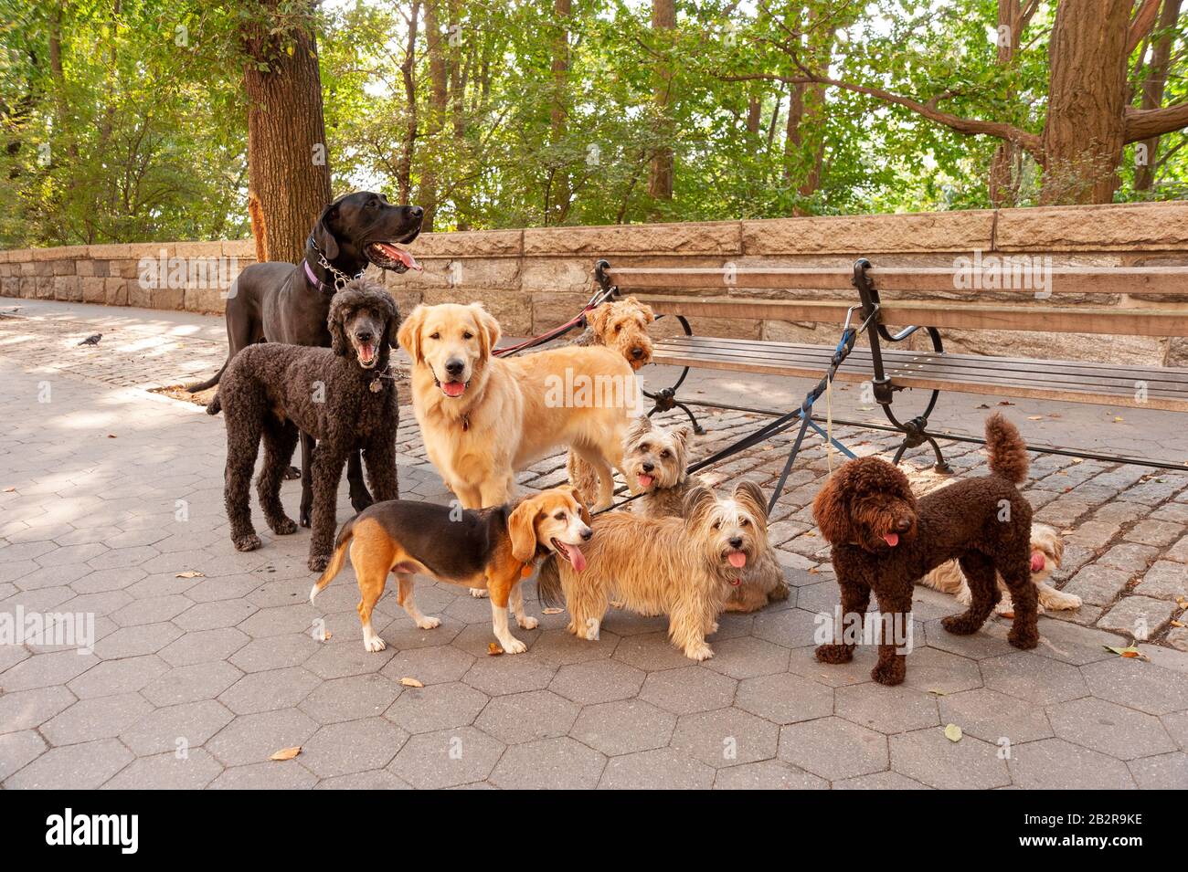 Cani nell'Upper West Side, New York City, USA Foto Stock