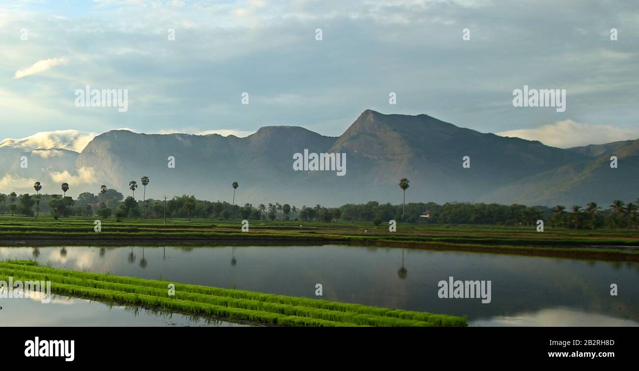 scenario di una montagna e risaia Foto Stock