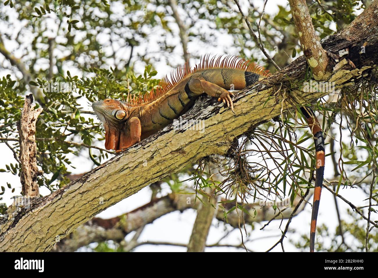 Iguana verde, Iguana iguana, su un albero Foto Stock