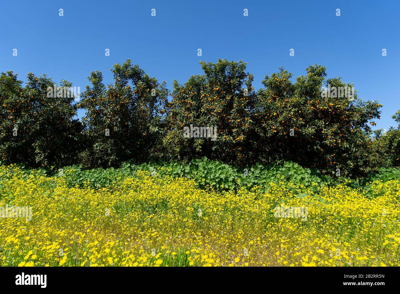Alberi carichi di frutta nel frutteto di Kumquat Foto Stock
