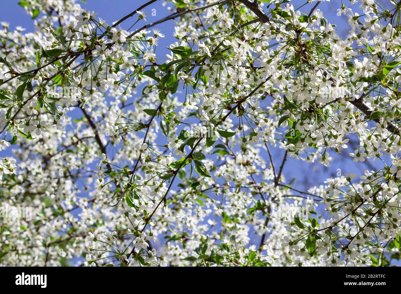 Primavera fiore paesaggio. Primavera fiori primaverili in fiore contro il cielo blu soleggiato. Fiori bianchi in primavera. Primavera fiore paesaggio. Modello Sakura. Plac Foto Stock