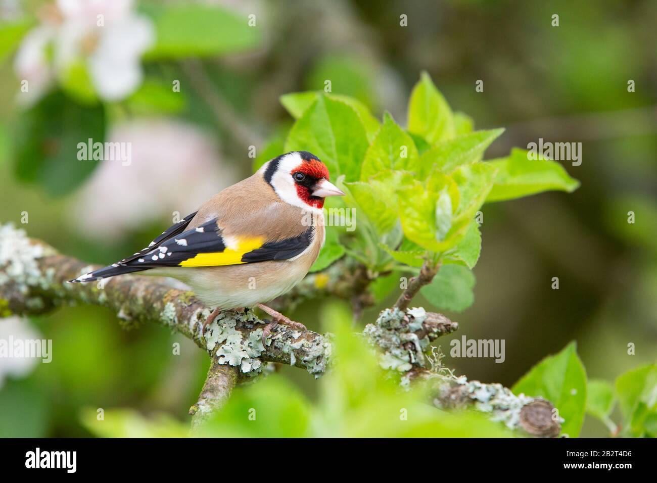 Goldfinch [ Carduelis carduelis ] perching in un albero di Apple Foto Stock