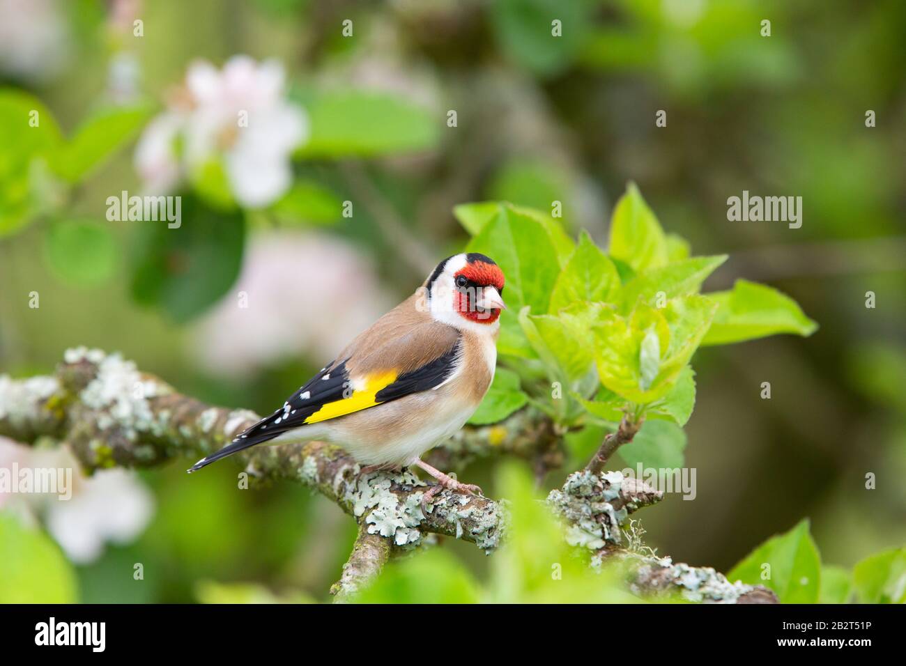 Goldfinch [ Carduelis carduelis ] perching in un albero di Apple Foto Stock