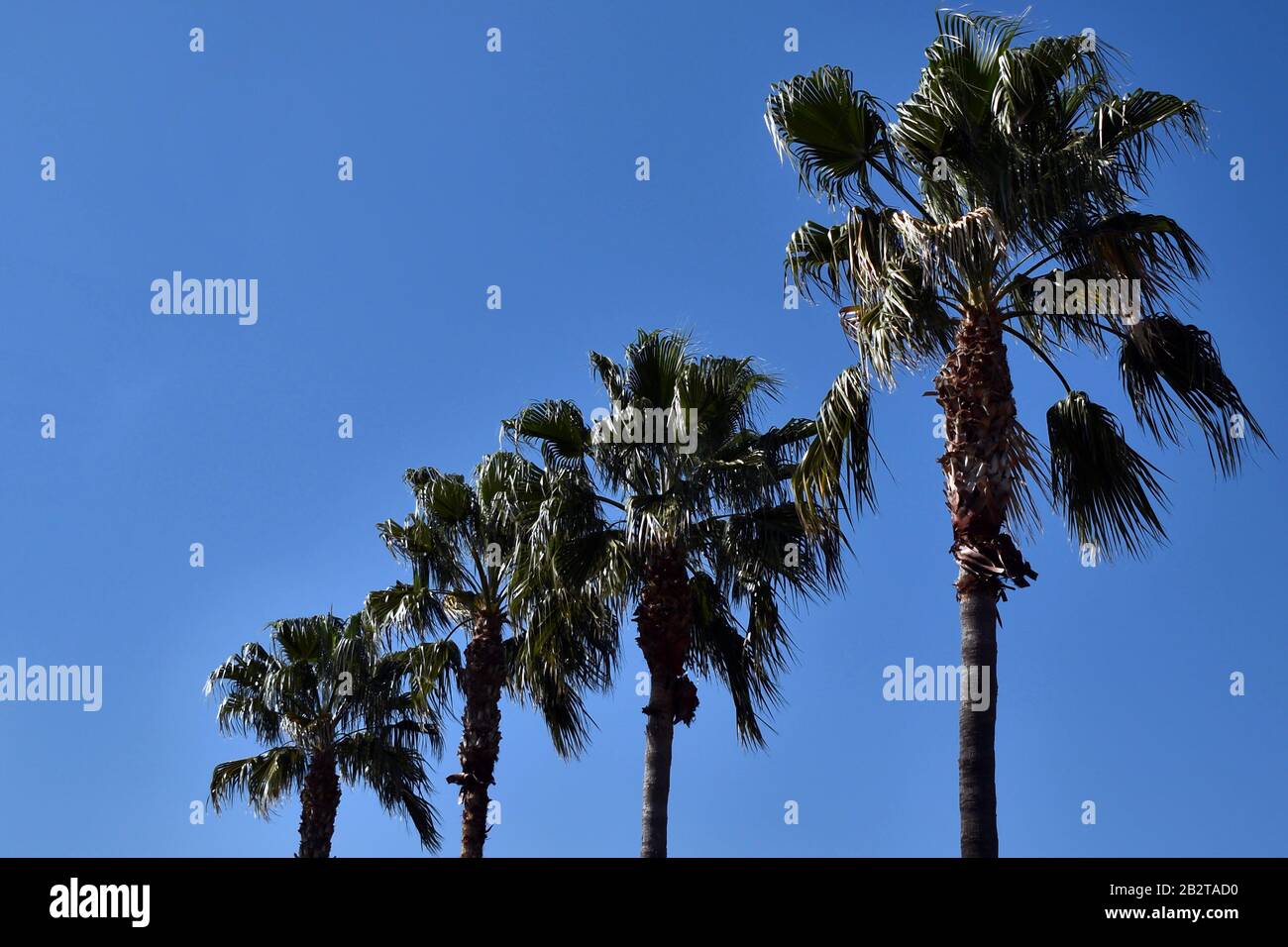 Palme In Arizona Foto Stock