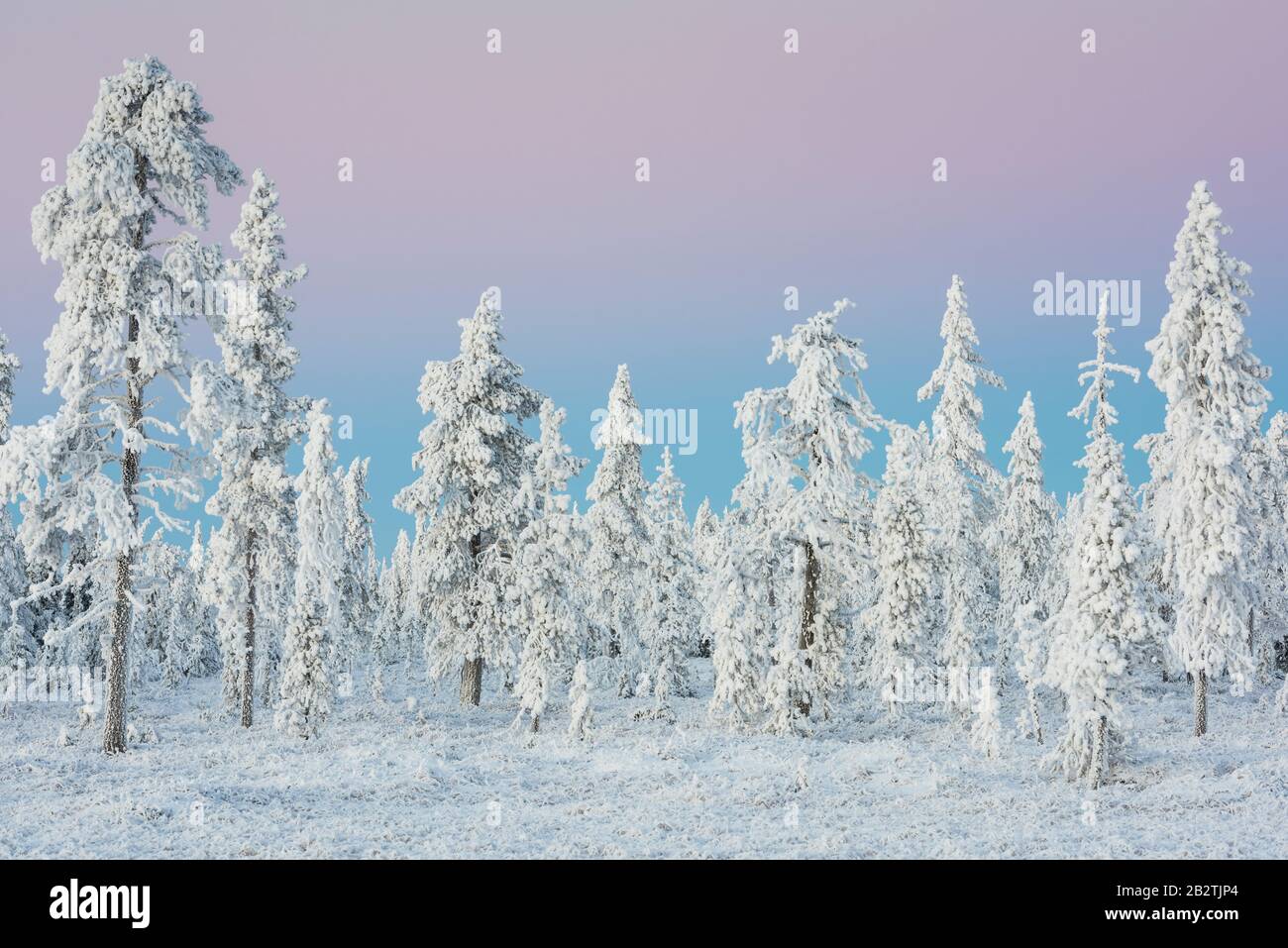Landschaft im Gegenlicht, Schwedisch-Lappland, Skandinavien Foto Stock