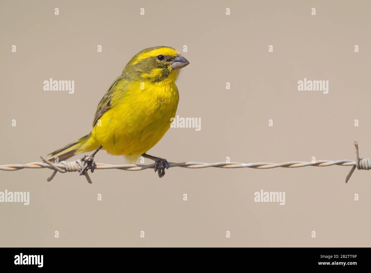 Canarino giallo (Cristhagra flaviventris), maschio adulto arroccato su un filo spinato, Capo Occidentale, Sud Africa Foto Stock