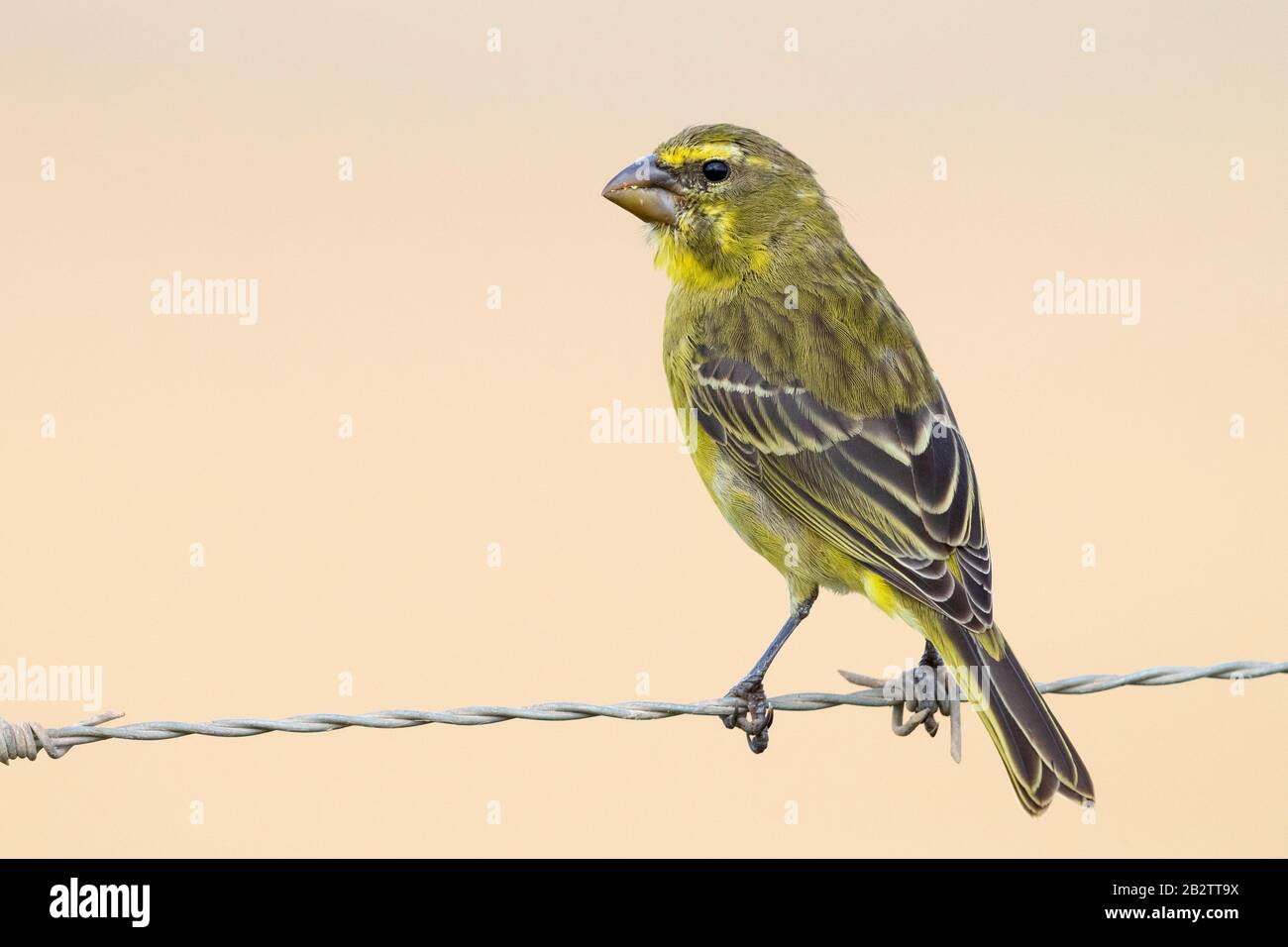 Brimstone Canary (Crithagra sulfurata), adulto arroccato su un filo spinato, Western Cape, Sud Africa Foto Stock