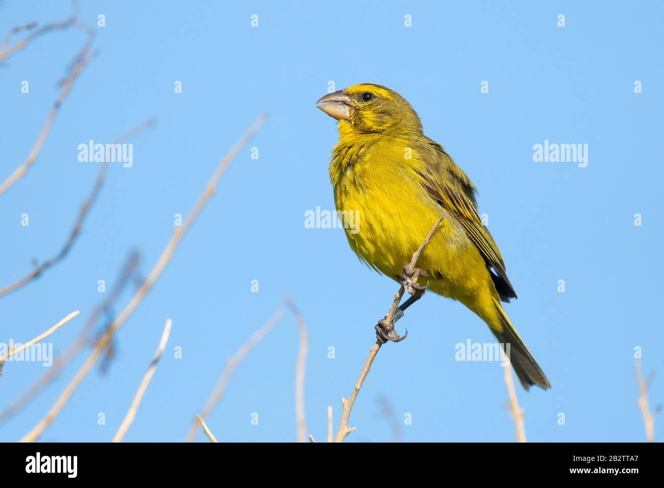 Brimstone Canary (Crithagra sulfurata), adulto arroccato su un ramo, Western Cape, Sud Africa Foto Stock