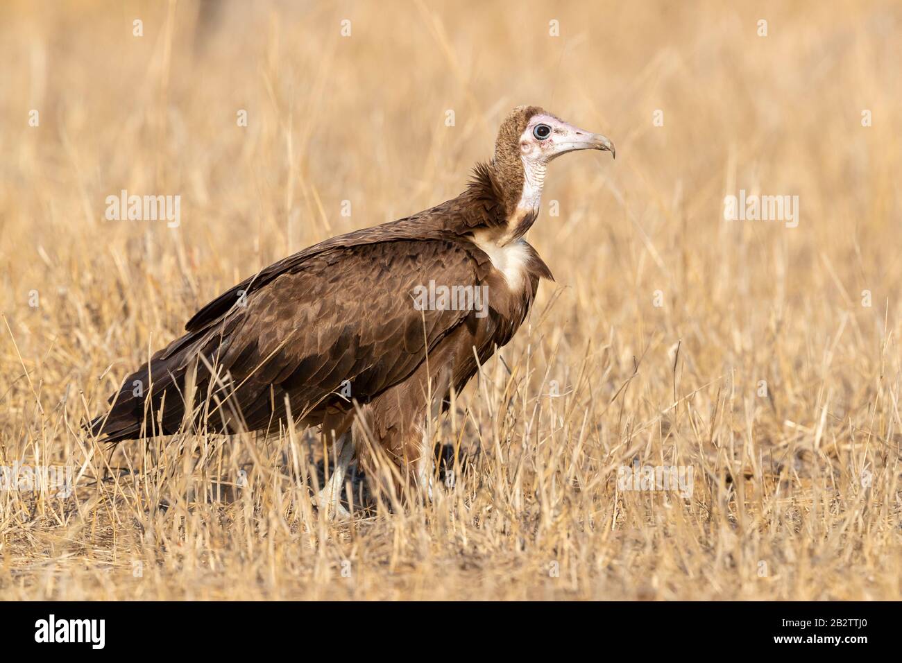 Hooded Vulture (Necryrtes monachus), vista laterale di un bambino in piedi sul terreno, Mpumalanga, Sudafrica Foto Stock