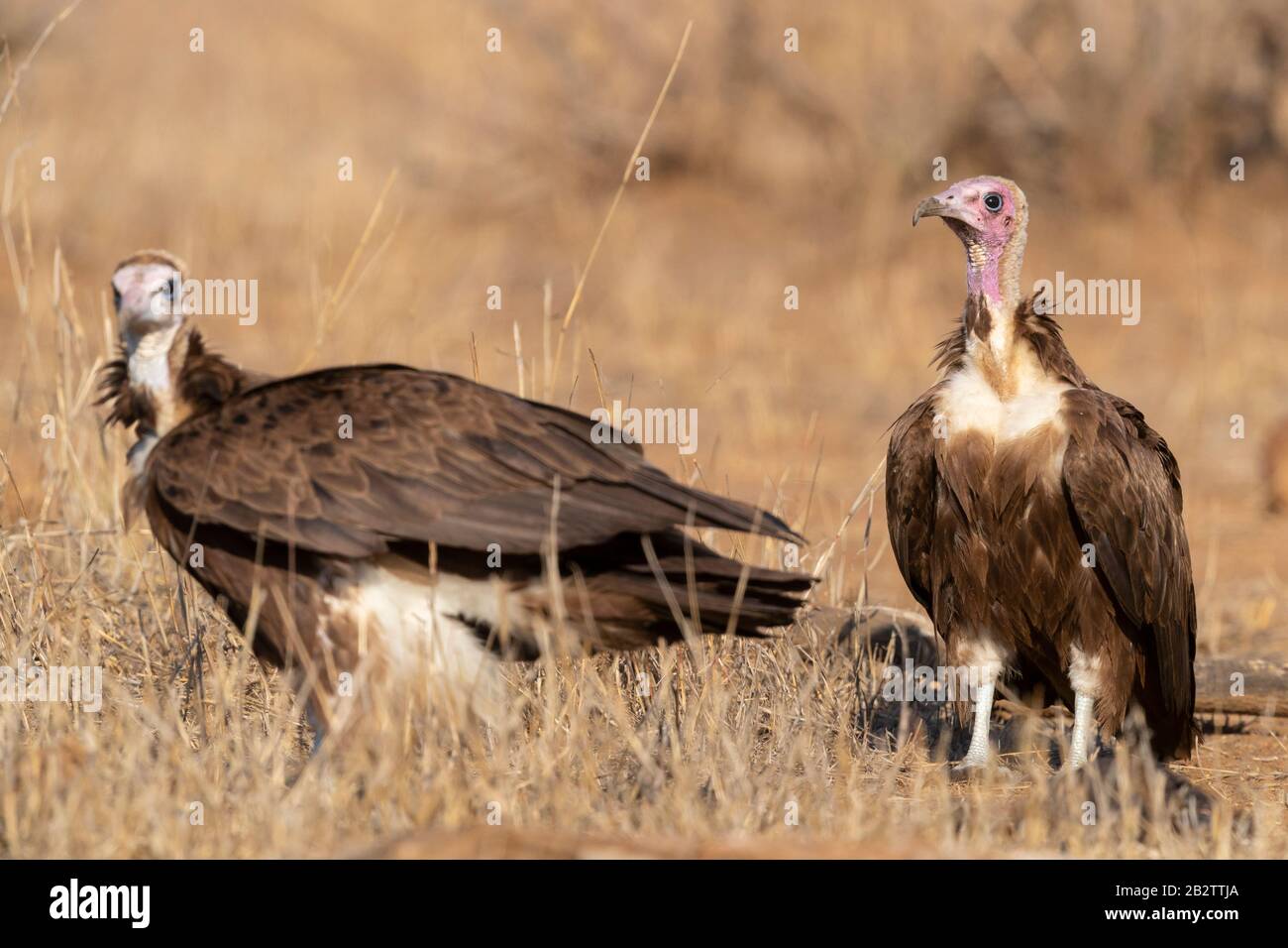 Hooded Vulture (Necryrtes monachus), adulto e giovane in piedi sul terreno, Mpumalanga, Sudafrica Foto Stock