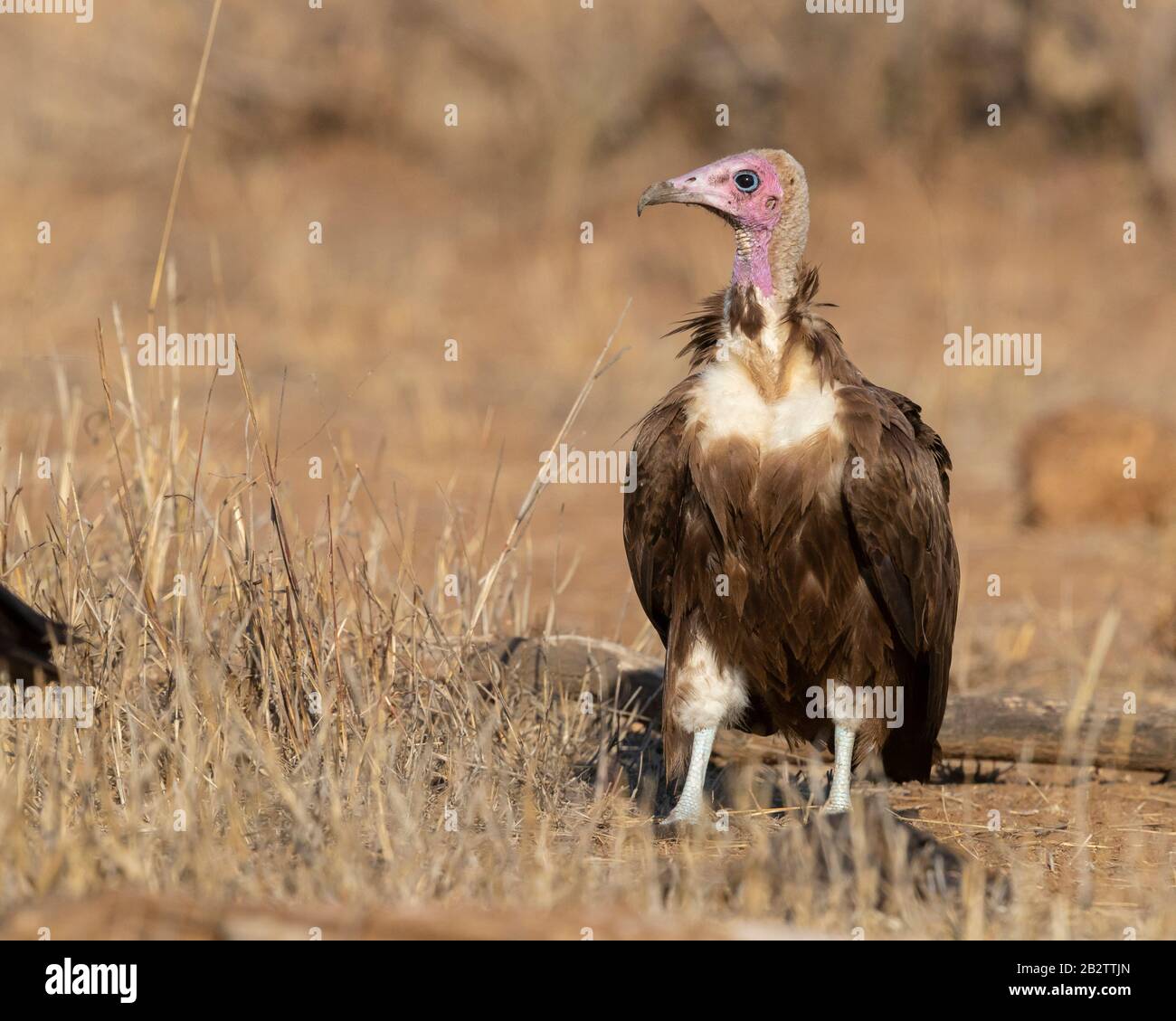 Hooded Vulture (Necryrtes monachus), vista frontale di un adulto in piedi sul terreno, Mpumalanga, Sudafrica Foto Stock