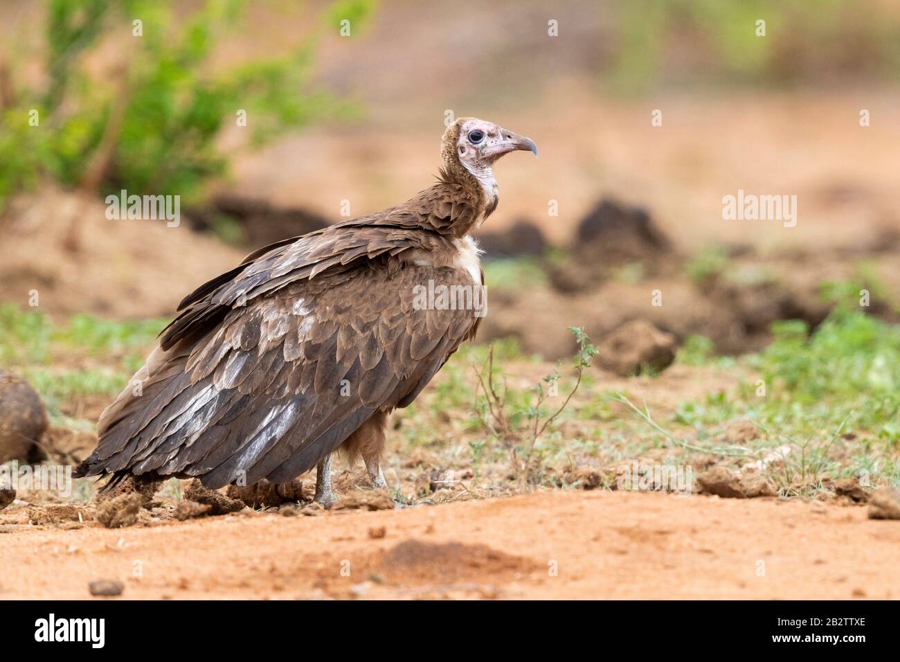 Hooded Vulture (Necryrtes monachus), vista laterale di un bambino in piedi sul terreno, Mpumalanga, Sudafrica Foto Stock