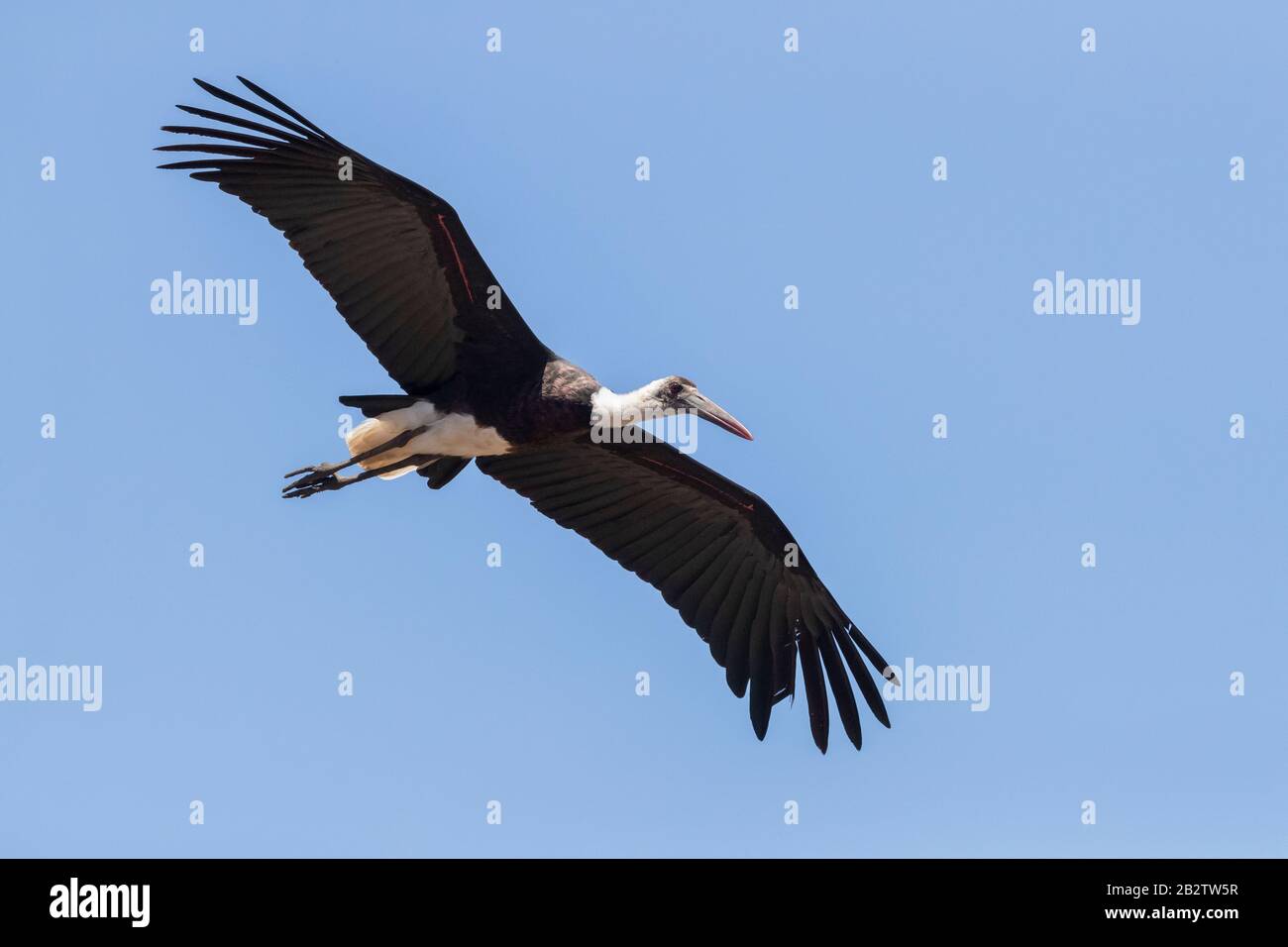 Stork (Ciconia episcopus), adulto in volo visto da sotto, Mpumalanga, Sud Aftica Foto Stock