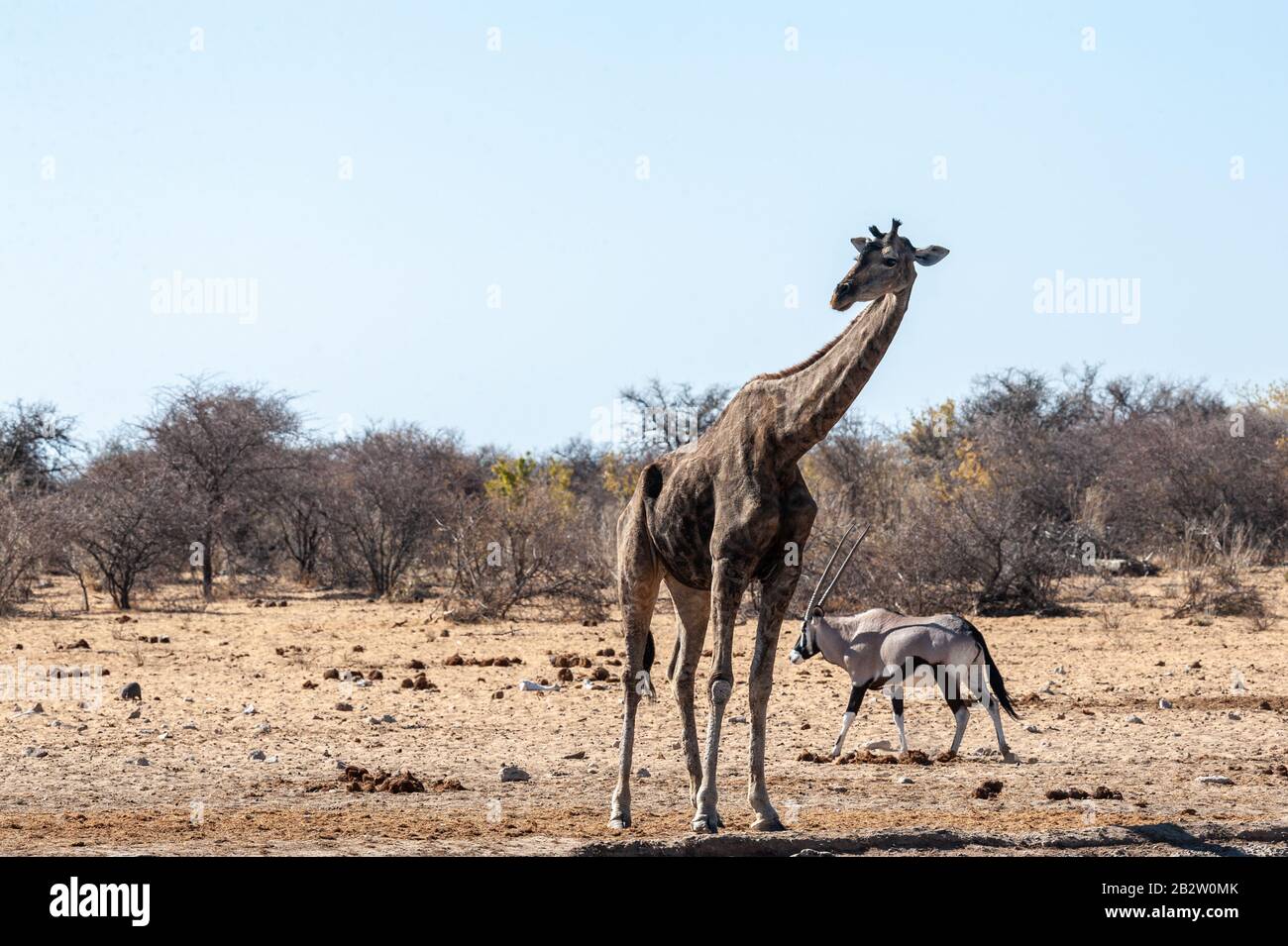 Una giraffa angolana - giraffa angolensis e una Orynx - Oryx gazelle - vicino a un buco d'acqua nel parco nazionale di Etosha, Namibia. Foto Stock