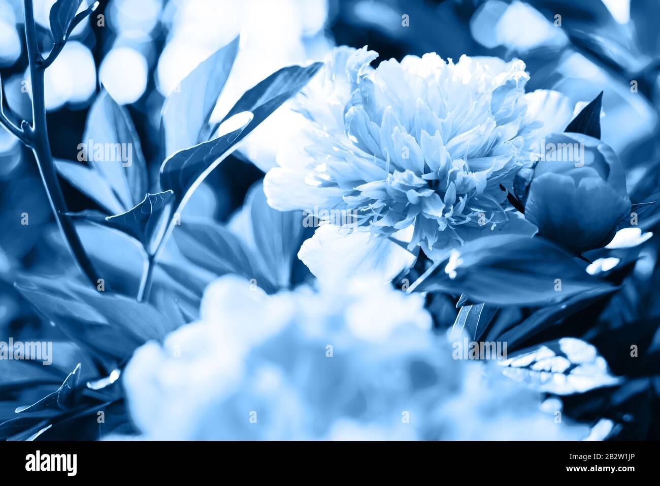 Parete di blu classico a colori 2020 - 19 - 4052. Colore dell'anno. I fiori blu sono peonie. Foto Stock