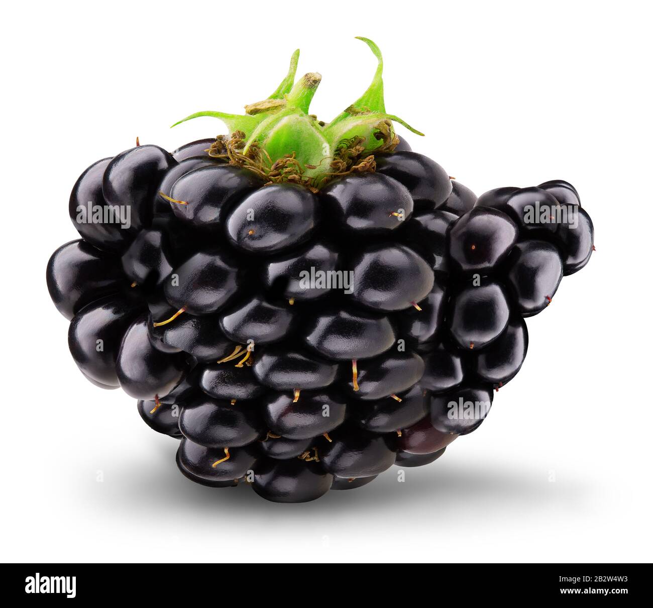 tettarella a forma blackberry isolata su sfondo bianco. Foto Stock