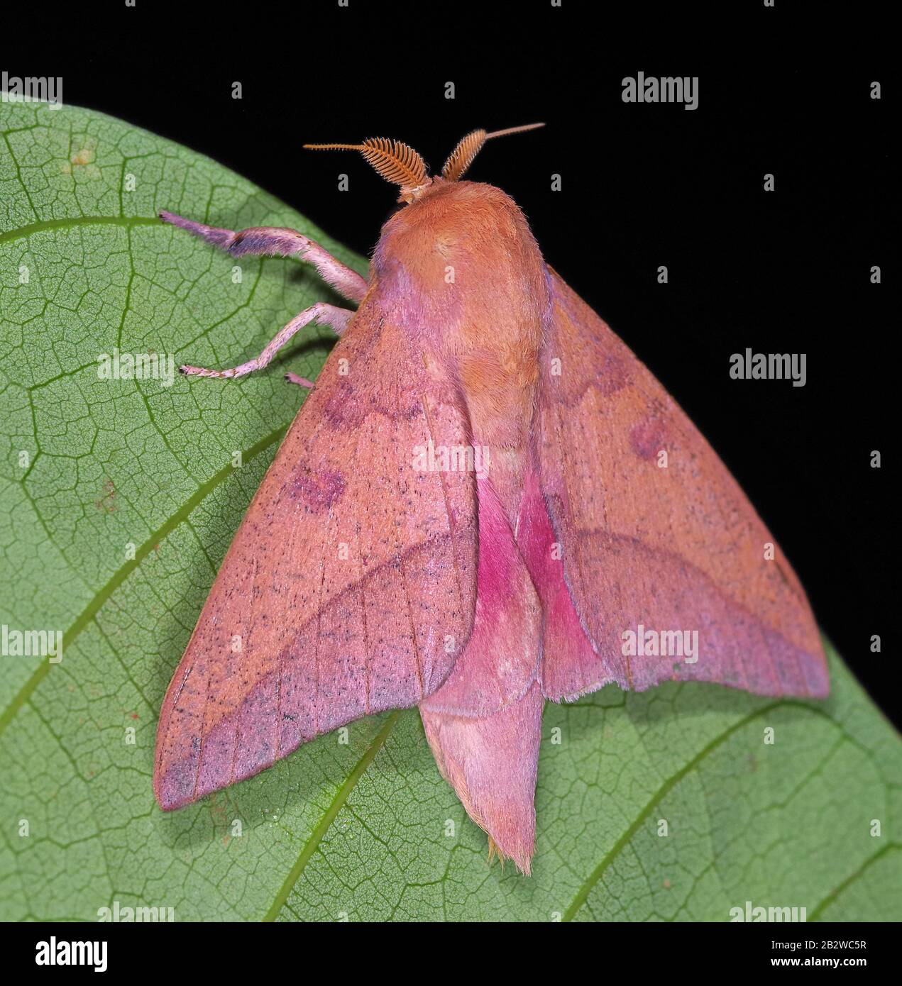 Adeloneivaia subangulata (Saturniidae), una falena di seta della Costa Rica Foto Stock