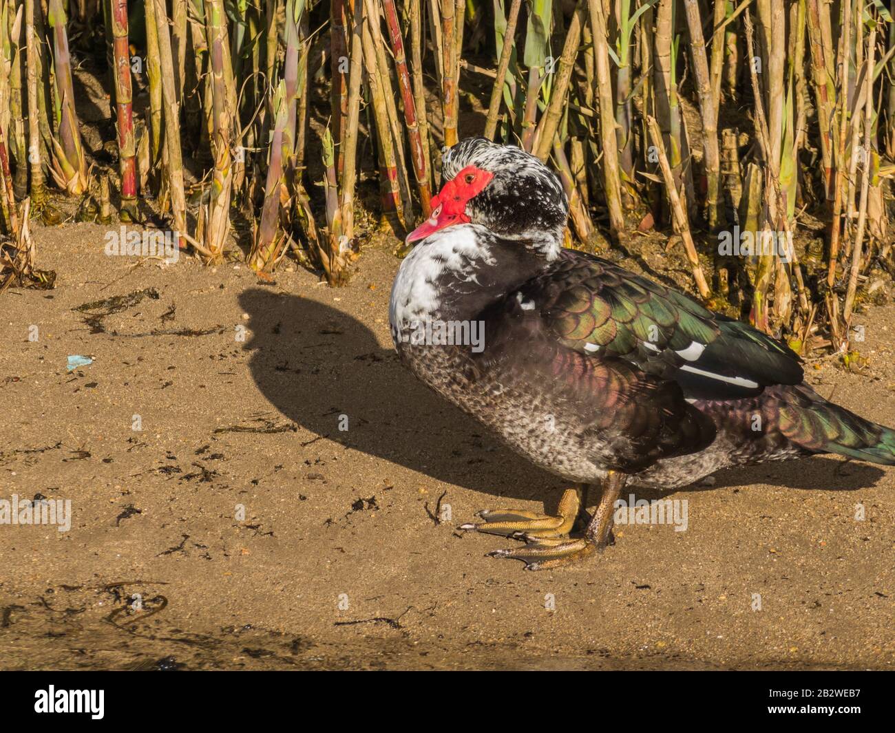 Anatra sulla riva di un fiume in una giornata di sole Cairina moschata Foto Stock