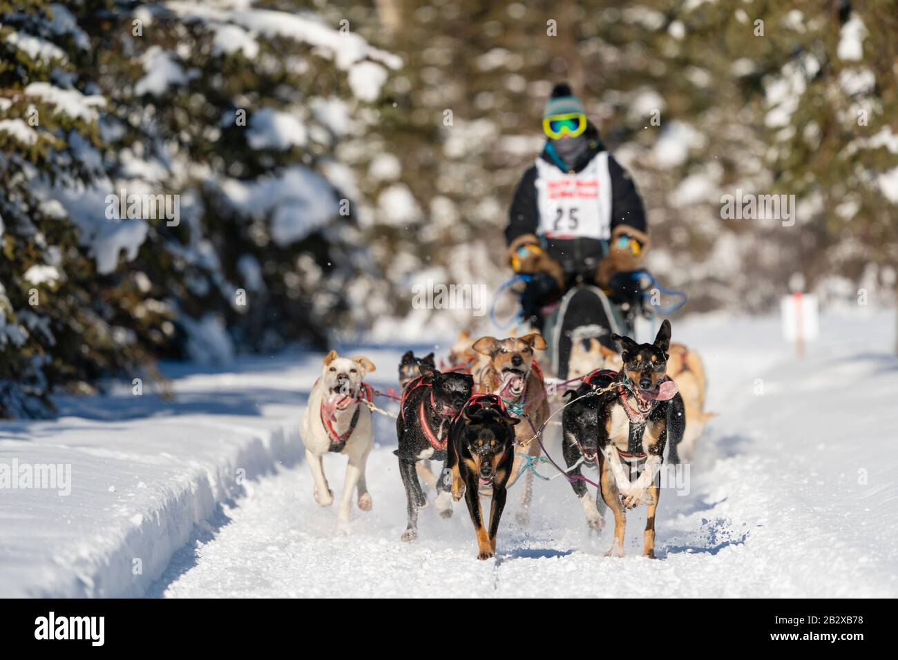 Musher Mya Hartum in competizione con i Fur Rendezvous World Sledge Dog Championships a Campbell Airstrip ad Anchorage, nel sud-centro dell'Alaska. Foto Stock