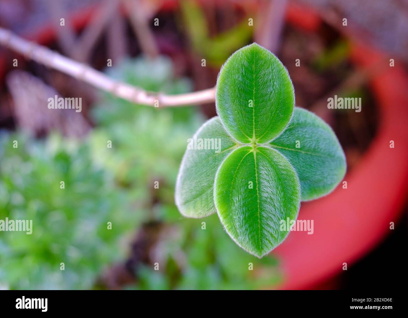 Delicate foglie verdi fresche, pianta in vaso. Foto Stock