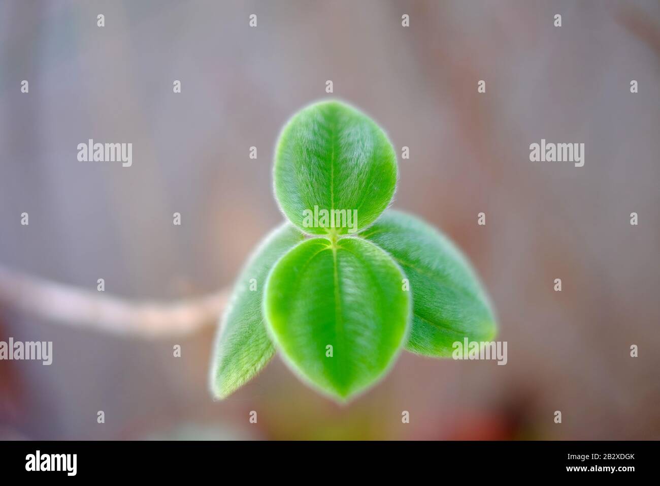 Delicate foglie verdi fresche, morbido sfondo sfocato. Foto Stock